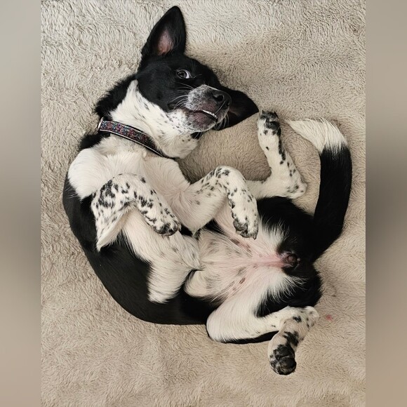 kerryonwithdogs
